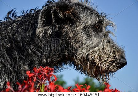 Portrait of beautiful grey Irish wolfhound dog posing in the garden. Close up of happy gray and black dog