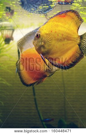 fish in the aquarium two Discus fish- Symphysodon aequifasciatus