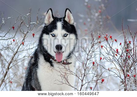 Portrait Of Siberian Husky
