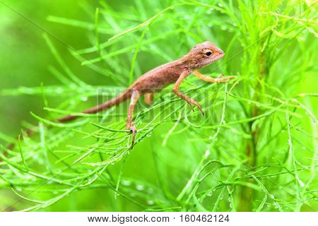 Real lizard resting on a wet green leaf with blur background