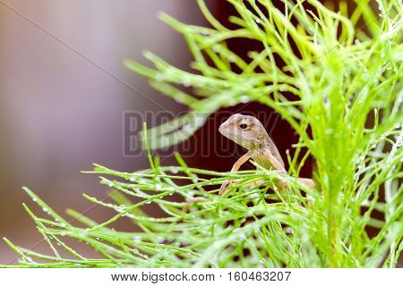 Real lizard resting on a wet green leaf with blur background