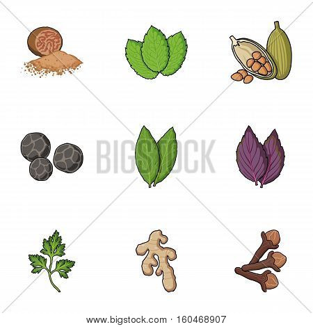 Herb and spices set icons in cartoon style. Big collection of herb and spices vector symbol stock