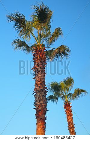 Palm trees bended on the wind. Clear sky background