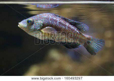 Corkwing wrasse (Symphodus melops). Marine fish.