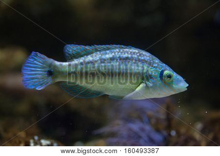 Corkwing wrasse (Symphodus melops). Marine fish.
