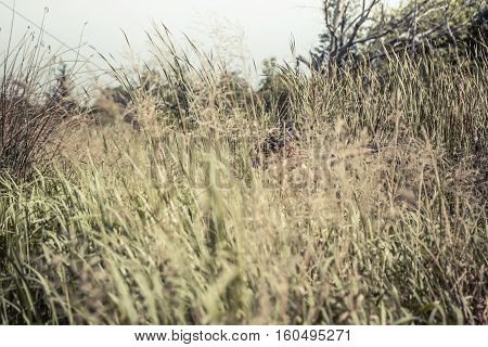 Hunting scene with hunter man aiming in tall grass in ambush with shotgun during hunting season