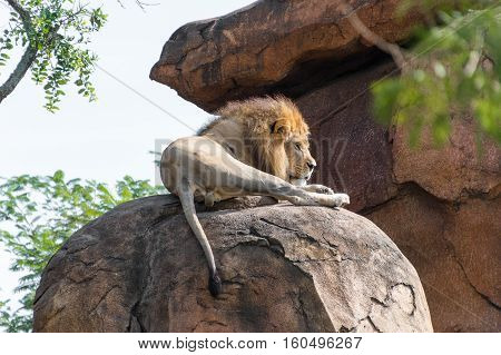Male Lion laying on a rock resting