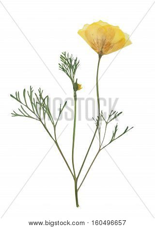 Pressed and dried delicate yellow flowers eschscholzia (eschscholzia Californica California poppy). Isolated on white background. For use in scrapbooking floristry (oshibana) or herbarium.