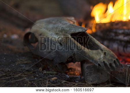 Cow skull on a rock by the fire in the forest