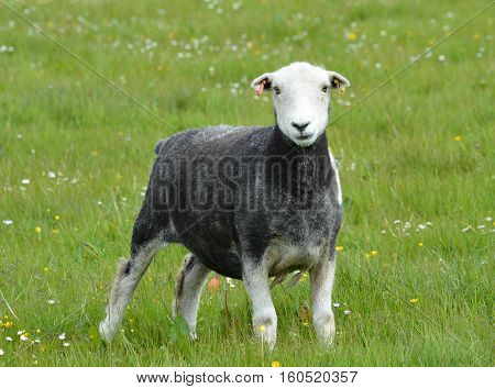 Herdwick Sheep standing in a grassy meadow