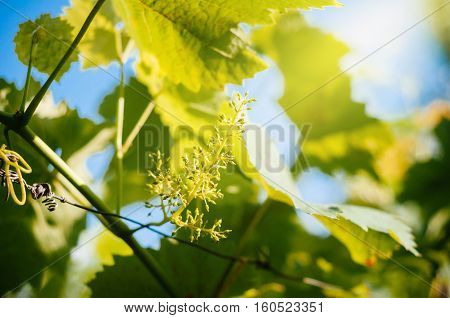 Stage of grape vine bloom - grape inflorescence with nearly 100% cap fall