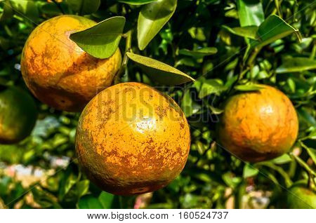Season of ripe citrus and start collecting.
