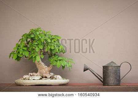 close up vintage style watering can and Bonsai tree on wood shelf with brown wall background