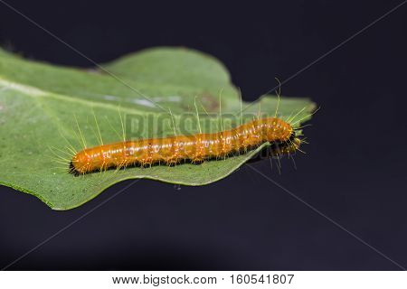 Painted Jezebel Caterpillar