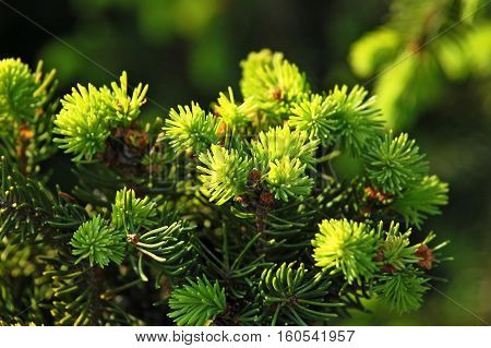Close up of green fir tree sprout on branch