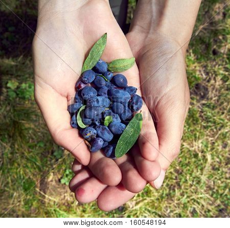 Wild edible berries in the girl's hands. Honeysuckle, Altai