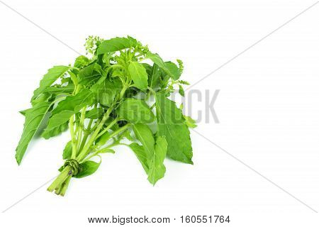 Holy Basil or Hot basil Ocimum sanctum isolate on white
