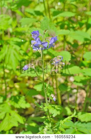 A close up of the blooming medicinal herb Jacob's-ladder (Polemonium chnense).