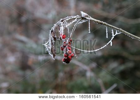 Hawthorn in the cold / Frosty morning. Trees covered with hoarfrost.
