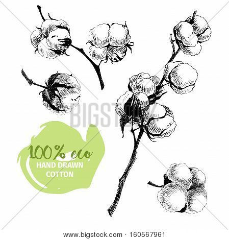 Vector hand drawn set of cotton branches. 100 eco. Cotton flower buds in vintage engraved style. Botanical art isolated on white background. Use for print poster decoration and other design.