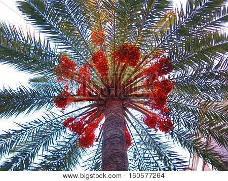 View Of Underneath Side Of Date Palm
