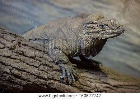 Rhinoceros iguana (Cyclura cornuta), also known as the Goliath dragon.