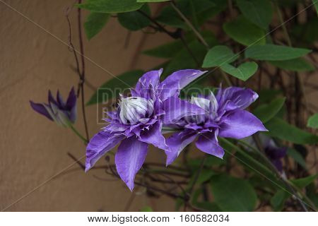 Clematis / Clematis - Beautiful garden flowers .