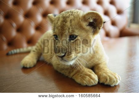 Funny lion calf looks around and lies on table near sofa in cafe