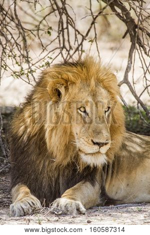 portrait of a wild male lion having a nap in kruger park, South Africa