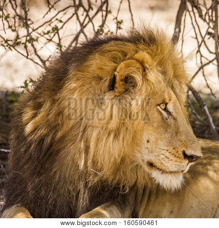 portrait of a wild male lion resting in the bush in Kruger national park, South Africa