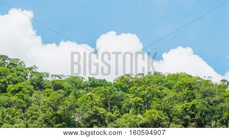 Forest on Blue sky. Forest with cloudy. Forest on the Blue sky.