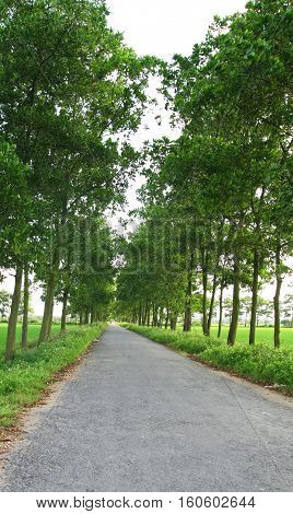 Treelined country road with many bushes and paddy rice field besides