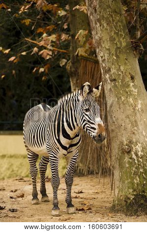 A zebra stand in park zoo .