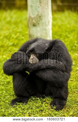expressive monkey in captivity at the zoo