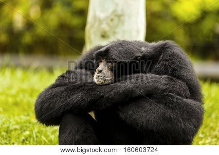 expressive monkey in captivity at the zoo