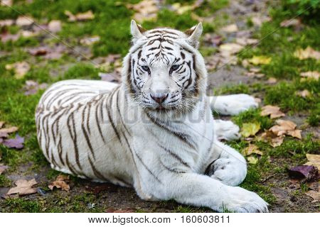 Rare Black and White Striped Adult Tiger