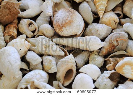 Shell Fosils Texture