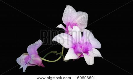 Thailand Orchid Flower Isolated On Black Background