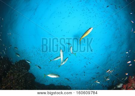 Underwater fish and coral reef in ocean