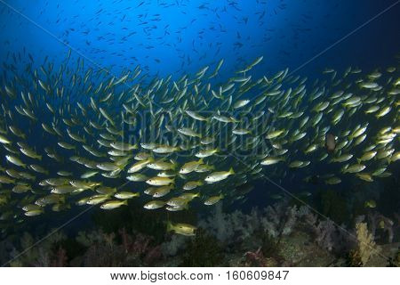 Underwater fish and coral reef in ocean