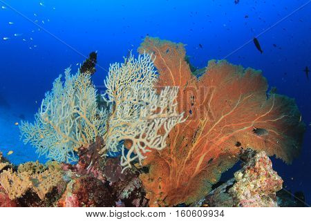 Underwater fish and coral reef in ocean