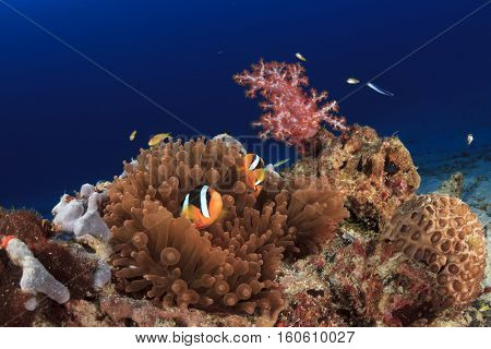 Tropical reef with Clarke's Anemonefish (Clownfish), fish and red soft corals