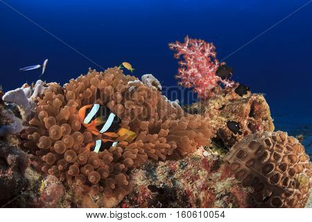 Tropical reef with Clarke's Anemonefish (Clownfish), fish and red soft corals