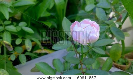 The pink rose on flowerpot in the garden