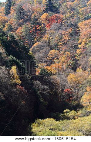 Autumn leaves in Kiyosato highland Yamanashi Japan
