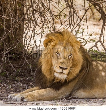 portrait of a wild male lion resting in the bush in Kruger national park, South Africa