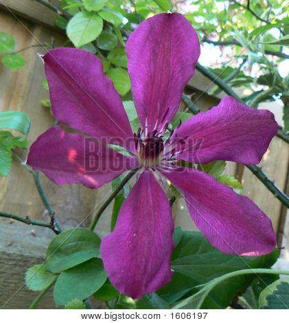 Clematis głęboko różowy