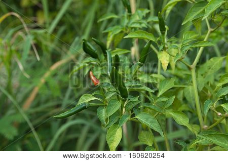 Green Chilli Padi, Bird's Eye Chilli, Bird Chilli or Thai pepper