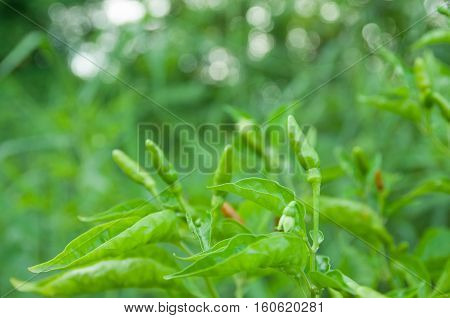 Selective focus on Green Chilli Padi or Thai pepper