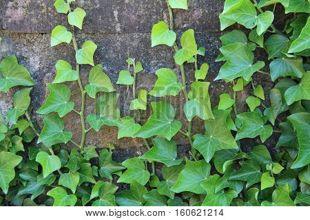 Ivy / Ivy - creeping shrubs clinging to their adventitious roots of the walls, tree trunks, and so on.